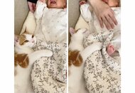 離れたくない！蹴られても赤ちゃんに抱きつく“お兄ちゃん”子猫が愛おしい…普段の関係を聞いた