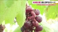 恵みを通り越して…“害”の雨　ブドウ農家も落胆　多雨と日照不足で収穫量が4割減　福島・須賀川市
