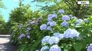 「雨が降った後がきれい」アジサイの名所・福井市の足羽山で1万1000株が見頃　18日は夕方まで晴れて福井で31度予想