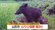 山形市でイノシシ目撃相次ぐ…大声で刺激しない・正面を避けて逃げる　山形市吉原一丁目