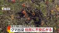 木に登りクマが柿をムシャムシャ…60～80センチの成獣　住宅街で目撃情報相次ぎ猟友会が駆除　富山・朝日町