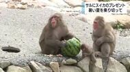 ニホンザルにスイカのプレゼント　最初に食べたのは2番目のボス　おいしいスイカで暑い夏を乗り切って　