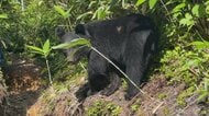 北アルプス登山道の「ど真ん中」でクマがエサ探し　異常気象が引き起こす「長期エサ不足」でクマの活動に変化
