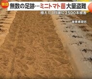 【独自】「窃盗団にやられた！！」植えたばかりの“ミニトマト苗”2500本盗まれる　被害額112万円超…プロの犯行か　茨城・下妻市