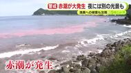 青白く幻想的な光を放つ海…正体は赤潮　現時点で漁業への被害は確認されていないものの関係者が状況を注視