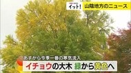 山陰各地の紅葉スポットはピークを迎えるも…あすから一転「寒波」の予想　冬への備えはお早めに（島根）