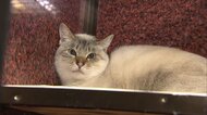 「動物を捨てることは犯罪」ペット需要増加の一方で保護犬・猫を殺処分から救うための取り組み
