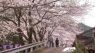 閉じられた駅を見守る桜並木 JR三江線の廃線から2年【島根発】