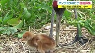 岡山県自然保護センター「タンチョウのヒナの名前」募集 締め切り→10月31日必着【岡山・和気町】