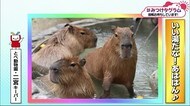 みつけタグラム 「極楽、極楽~」温泉のカピバラたち【愛媛】