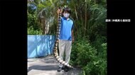 猛毒ウミヘビ なぜ素手で 写真の研究者に聞くと...
