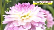 色とりどり 約60種類のダリア見ごろ 秋田・大館市