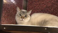 「動物を捨てることは犯罪」ペット需要増加の一方で保護犬・猫を殺処分から救うための取り組み