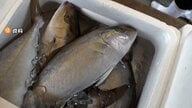 カンパチの稚魚輸入、無関税輸入の範囲拡大へ　中東情勢で重油不足が影響　一部で輸送遅れ