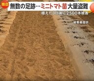 【独自】「窃盗団にやられた！！」植えたばかりの“ミニトマト苗”2500本盗まれる　被害額112万円超…プロの犯行か　茨城・下妻市