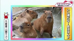 みつけタグラム 「極楽、極楽~」温泉のカピバラたち【愛媛】