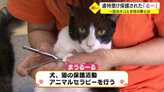 虐待受け保護された猫「るー」甘えん坊な性格を生かし人を癒やす 