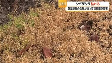 「悲しくて仕方がない」　委託業者がシバザクラに誤って除草剤・全体の約8割被害　山形・…