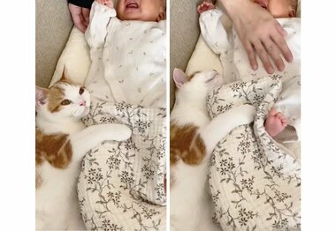 離れたくない!蹴られても赤ちゃんに抱きつく“お兄ちゃん”子猫が愛おしい…普段の関係を聞いた