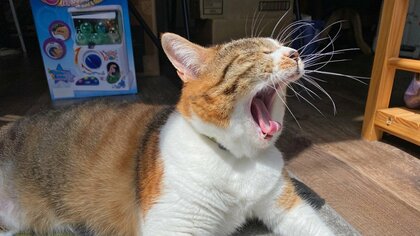 店に迷い込んできた猫が“招き猫”に。命の危機を乗り越えた「かみちゃん」がつなぐ、手すき和紙店と人との縁