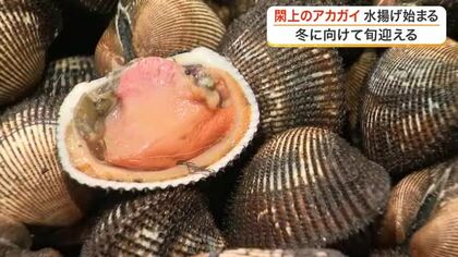 高級食材「アカガイ」閖上漁港で今シーズンの水揚げ開始　取引価格は去年より安く平均２８３８円〈宮城〉