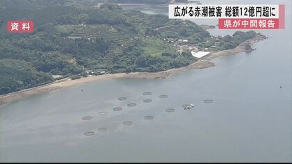 熊本・八代海の赤潮で被害額約12億3000万円　中間報告でカンパチやブリなど約52万匹が被害【熊本発】