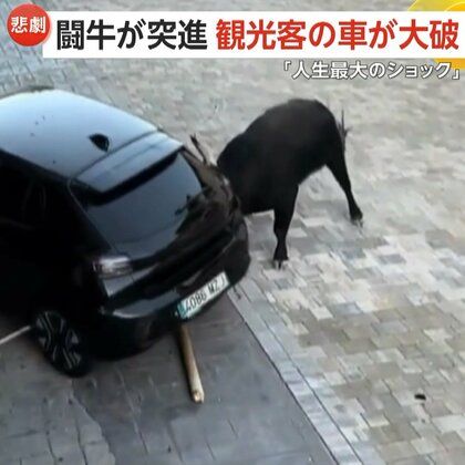 「人生最大のショック」暴走の闘牛が車に突進！「闘牛レース」知らずに観光客が近くに止め大破した車に呆然　スペイン