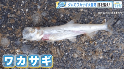 ダムで『ワカサギの死骸』発見！その数、なんと１万匹！本来いないはずの魚… 実態を野川アナが調査！　【広島発】