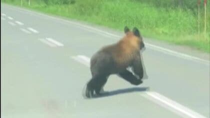 【ヒグマ】もし遭遇したら…「目を離したら絶対ダメ」地元ハンターが指摘 歩道を歩いていると目の前に突然“クマ” 釧路湿原の東にある塘路湖を泳ぐ姿も 相次ぐ出没に展望台・キャンプ場閉鎖 北海道標茶町