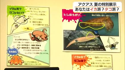 見れば誰かに話したくなる！イカとタコの意外な秘密に迫る　アクアスで特別展（島根）