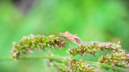 コメ品質低下の懸念…カメムシ大量発生　水田で平年の2倍、周囲でも3倍　県農業試験場が注意報発令【福井】
