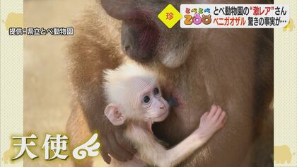 生まれたては全身真っ白「ベニガオザル」　美しいけど危険な鳥「パプアヒクイドリ」…とべ動物園でしか会えない激レア動物たち【愛媛発】
