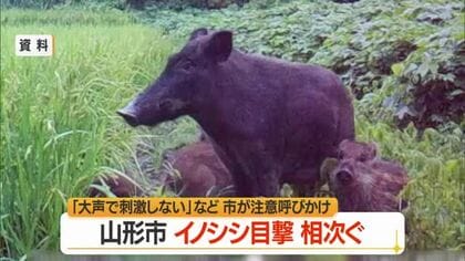 山形市でイノシシ目撃相次ぐ…大声で刺激しない・正面を避けて逃げる　山形市吉原一丁目