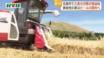  五島の畑は一面の黄金色…ビールの原料・大麦の収穫がピーク迎える 天候に恵まれ収穫時期も例年並み　