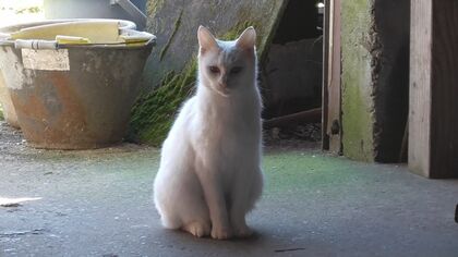 ネコの“多頭飼育崩壊”解消へ… 不妊去勢手術専門病院設置に向け動き「毎年のように増えては死んでいる」