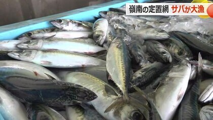 漁師もびっくり！サバが大漁　嶺南各地の定置網で1日35トンを水揚げ　ここ数日での水温低下が要因か【福井】