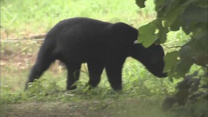 相次ぐ市街地でのクマ被害　生活圏に異常出没…なぜ？里山へ追いやられる“若い親子クマ”