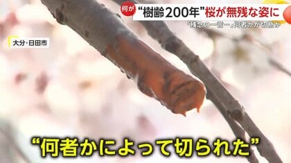 「残念の一言に尽きる」樹齢200年“大原大しだれ桜”　十数本の枝に“切断痕”…被害届を提出へ　大分・日田市