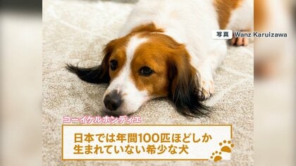 問い合わせ殺到】 “大谷の愛犬”の話題止まらず！ 購入に最長6年