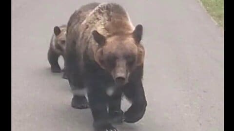 【ヒグマ異常事態】「軽自動車をひっくり返すことができる」「人間の体が裂けてしまうくらいの破壊力」ヒグマ防除隊長が語るクマの驚きの身体能力 通報件数5222件と過去最多となった恐怖の2025年〈北海道〉