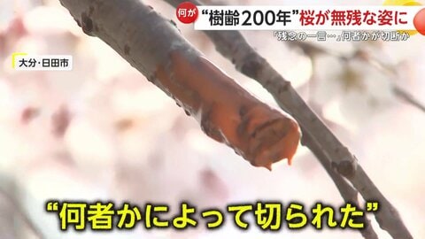 「残念の一言に尽きる」樹齢200年“大原大しだれ桜”　十数本の枝に“切断痕”…被害届を提出へ　大分・日田市