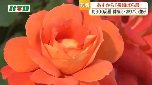 愛好家が育てた約300品種のバラが一堂に…上品で爽やかな香りがお出迎え