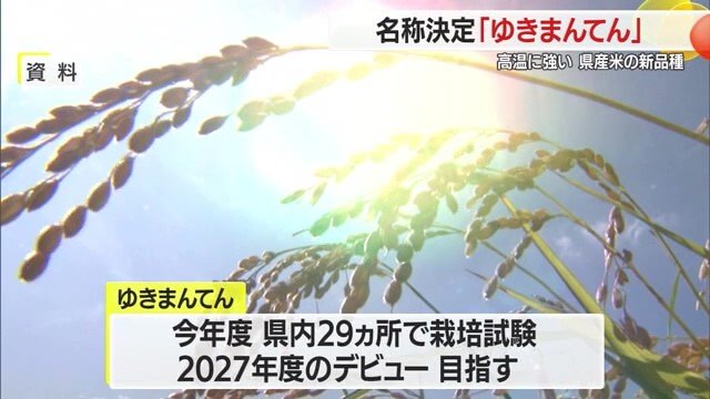 栽培試験を行い、2027年のデビューを目指す