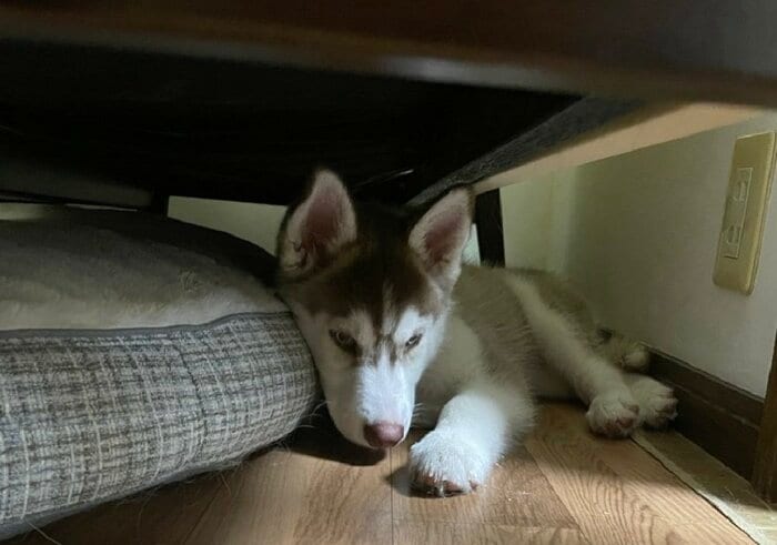 狭い所が大好き!