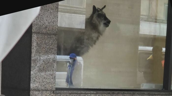 銀行に侵入したカモシカ