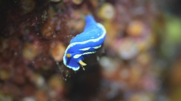 比較的見つけやすいアオウミウシ