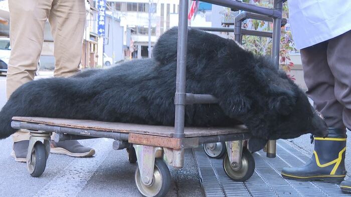 店に持ち込まれたクマ