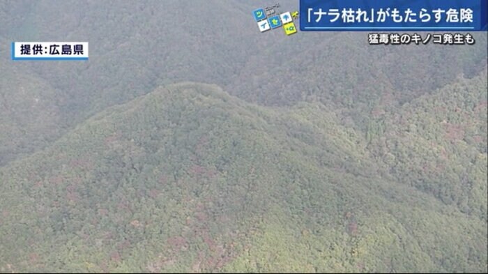 紅葉の季節ではないのに、「ナラ枯れ」が山の景観に影響