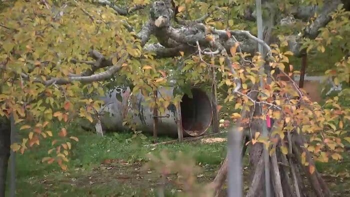 盛岡市のリンゴ園に設置されていたわな