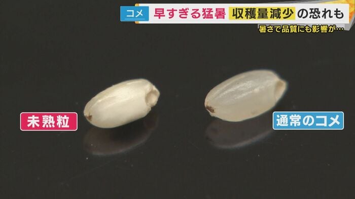 「未熟粒」